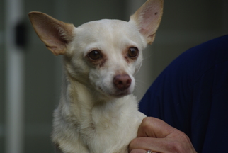 Chihuahua-Unknown Mix Dogs for adoption in Longview, WA, USA