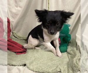 Chihuahua Dogs for adoption in Modesto, CA, USA