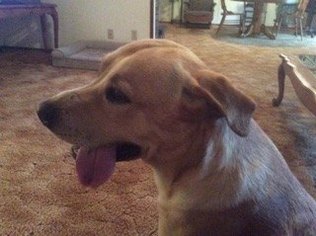 Labrador Retriever Dogs for adoption in Sonora, CA, USA
