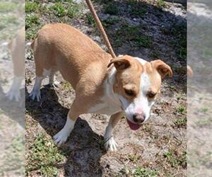 Shih Tzu-Toy Fox Terrier Mix Dogs for adoption in Fort Lauderdale, FL, USA