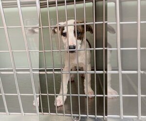 Mutt Dogs for adoption in Mount Vernon, AR, USA