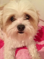 Shih Tzu Dogs for adoption in Boca Raton, FL, USA