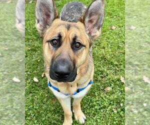 German Shepherd Dog Dogs for adoption in Petaluma, CA, USA
