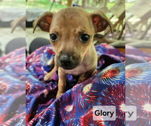 Chiweenie Dogs for adoption in Ellijay, GA, USA