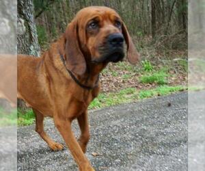 Bloodhound Dogs for adoption in Riverwoods, IL, USA