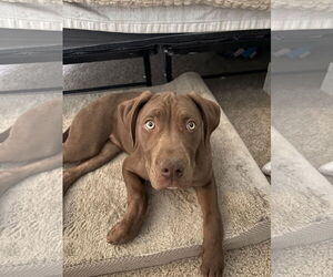 Catahoula Leopard Dog-Labrador Retriever Mix Dogs for adoption in Aurora, CO, USA