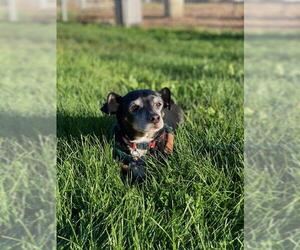 Dachshund Dogs for adoption in Rohnert Park, CA, USA