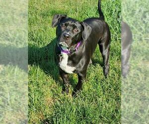 American Bulldog Dogs for adoption in Walnutport, PA, USA