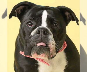 Bulldog-Unknown Mix Dogs for adoption in Jefferson, WI, USA