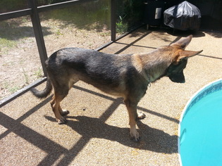 German Shepherd Dog Dogs for adoption in Riverview, FL, USA