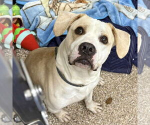 American Pit Bull Terrier-Unknown Mix Dogs for adoption in Martinsburg, WV, USA