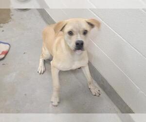 Labrador Retriever Dogs for adoption in Jackson, CA, USA