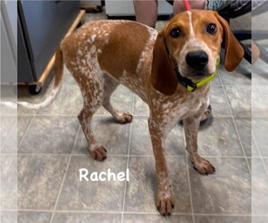 Mutt Dogs for adoption in Rustburg, VA, USA