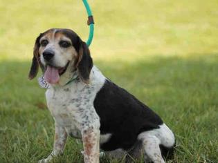 Medium Photo #1 Beagle-Unknown Mix Puppy For Sale in Matthews, NC, USA