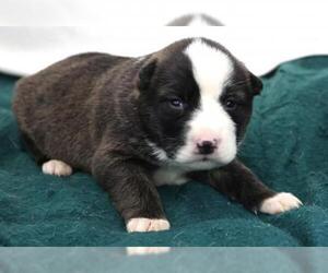 Mutt Dogs for adoption in Thief River Falls, MN, USA