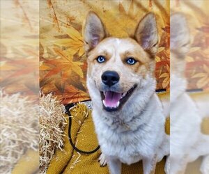 Ausky Dogs for adoption in Henderson, NV, USA
