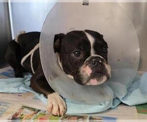 Boston Terrier-Unknown Mix Dogs for adoption in San Antonio, TX, USA