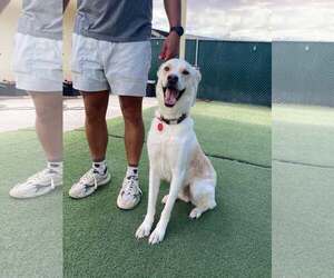 Huskies -Unknown Mix Dogs for adoption in Tempe , AZ, USA