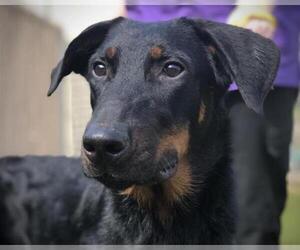 Shepweiller Dogs for adoption in St. Cloud, FL, USA