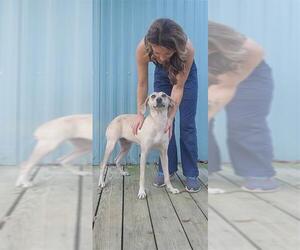 Labrador Retriever-Unknown Mix Dogs for adoption in Murfreesboro, NC, USA