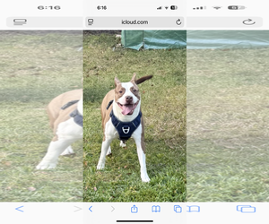 Mutt Dogs for adoption in Jackson, MS, USA