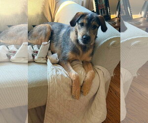 Mutt Dogs for adoption in New London, WI, USA