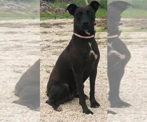 Great Dane-Labrador Retriever Mix Dogs for adoption in Pleasanton, TX, USA