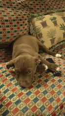 American Pit Bull Terrier-Labrador Retriever Mix Dogs for adoption in Clifton, TX, USA
