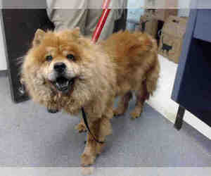 Chow Chow Dogs for adoption in Tulsa, OK, USA