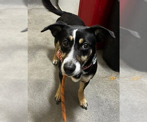 Rat Terrier Dogs for adoption in Forestville, MD, USA
