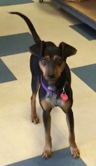 Miniature Pinscher-Unknown Mix Dogs for adoption in Las Vegas, NV, USA