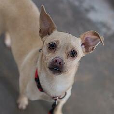 Chihuahua Dogs for adoption in Kanab, UT, USA