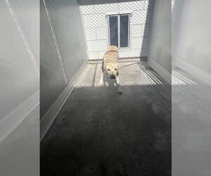 Labrador Retriever-Unknown Mix Dogs for adoption in Pearland, TX, USA