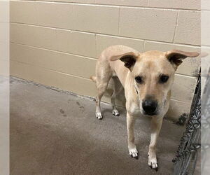 Labrador Retriever-Unknown Mix Dogs for adoption in Waco, TX, USA