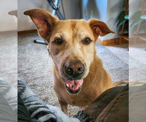 Labrador Retriever-Unknown Mix Dogs for adoption in Bonita Springs, FL, USA