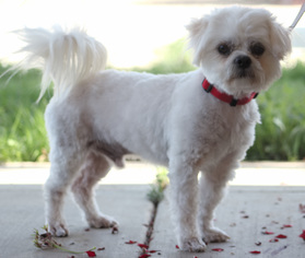 Medium Photo #1 Mal-Shi Puppy For Sale in Palo Alto, CA, USA