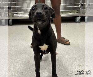 Labrador Retriever-Unknown Mix Dogs for adoption in Washington, DC, USA