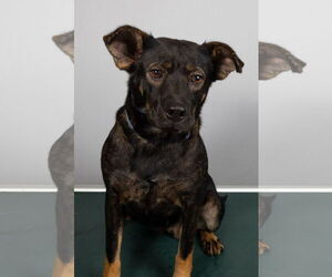 Beagle-Unknown Mix Dogs for adoption in Frenchburg, KY, USA