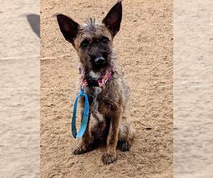 Australian Terrier-Norwich Terrier Mix Dogs for adoption in El Cajon, CA, USA