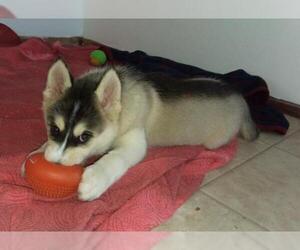 Siberian Husky Dogs for adoption in Iroquois, IL, USA