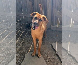 Labrador Retriever-Unknown Mix Dogs for adoption in New London, WI, USA