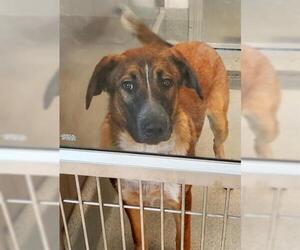 German Shepherd Dog Dogs for adoption in San Martin, CA, USA