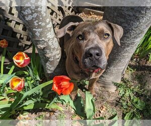 American Pit Bull Terrier-Plott Hound Mix Dogs for adoption in Warwick, RI, USA