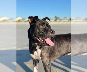 American Pit Bull Terrier-Unknown Mix Dogs for adoption in Germantown, OH, USA