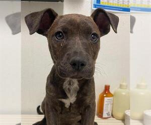 American Pit Bull Terrier-Unknown Mix Dogs for adoption in Bakersfield, CA, USA