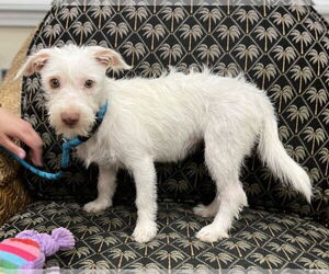 Mutt Dogs for adoption in Mundelein, IL, USA