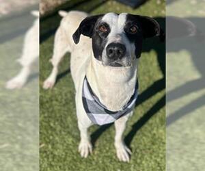 Mutt Dogs for adoption in Newton, NC, USA