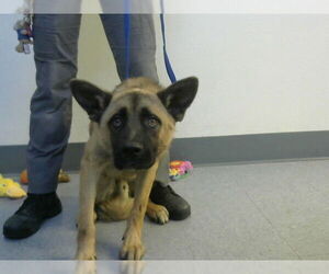 Mutt Dogs for adoption in Big Bear City, CA, USA