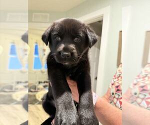 Huskies -Labrador Retriever Mix Dogs for adoption in Holly Springs, NC, USA