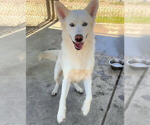 Siberian Husky Dogs for adoption in Sacramento, CA, USA